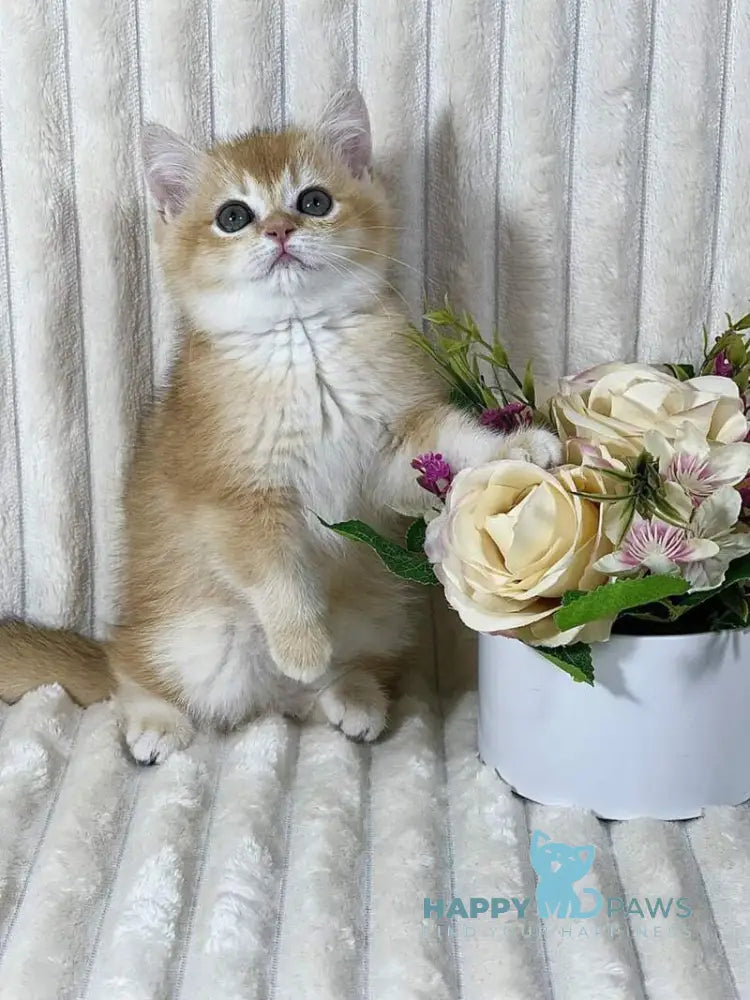 Helena British Shorthair female black golden chinchilla live animals