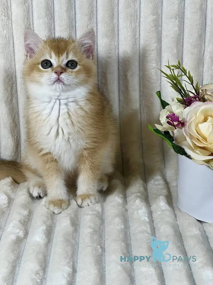 Helena British Shorthair female black golden chinchilla live animals