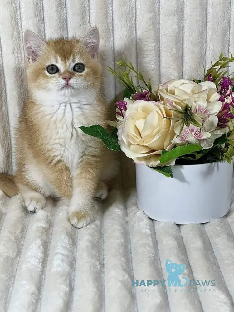 Helena British Shorthair female black golden chinchilla live animals