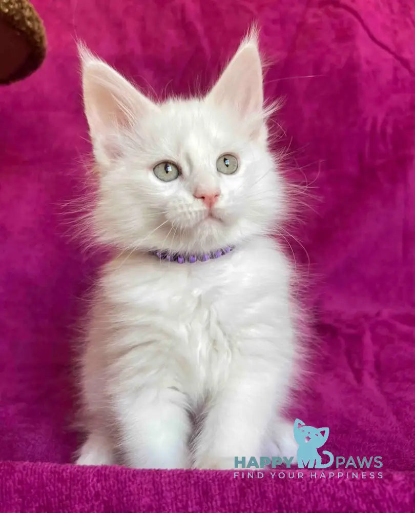 Helena Maine Coon female white live animals