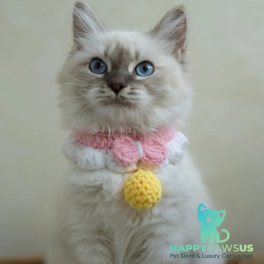 Helena Siberian female blue with white tabby pointed - live animals