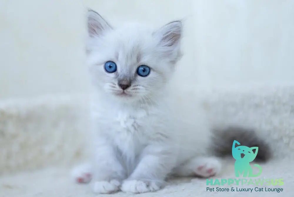 Helena Siberian female blue with white tabby pointed - live animals