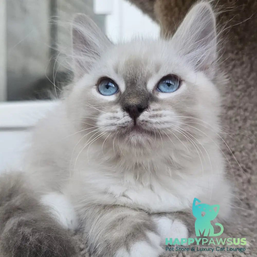Helena Siberian female blue with white tabby pointed - live animals