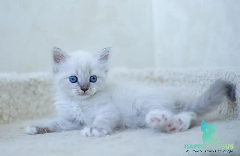 Helena Siberian female blue with white tabby pointed - live animals