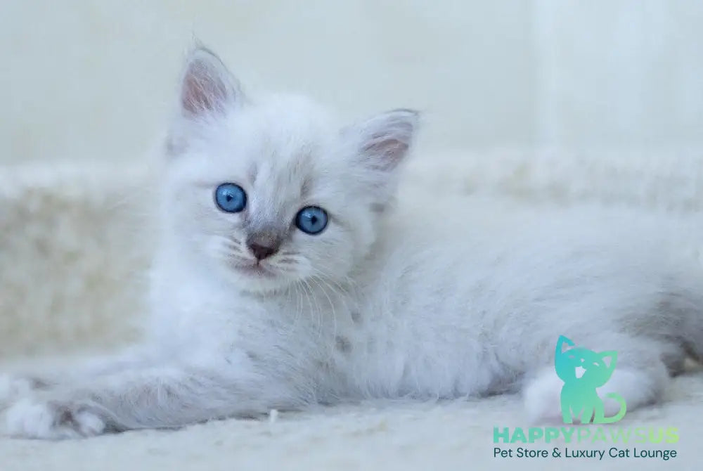 Helena Siberian female blue with white tabby pointed - live animals