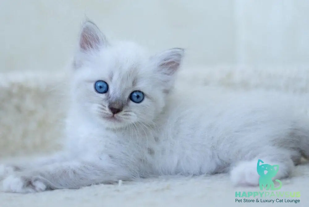 Helena Siberian female blue with white tabby pointed - live animals