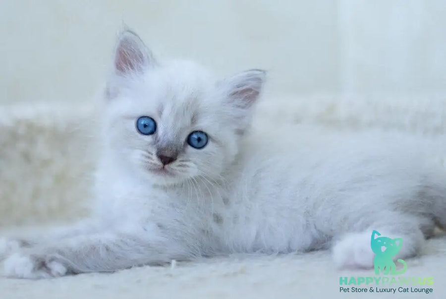 Helena Siberian female blue with white tabby pointed - live animals