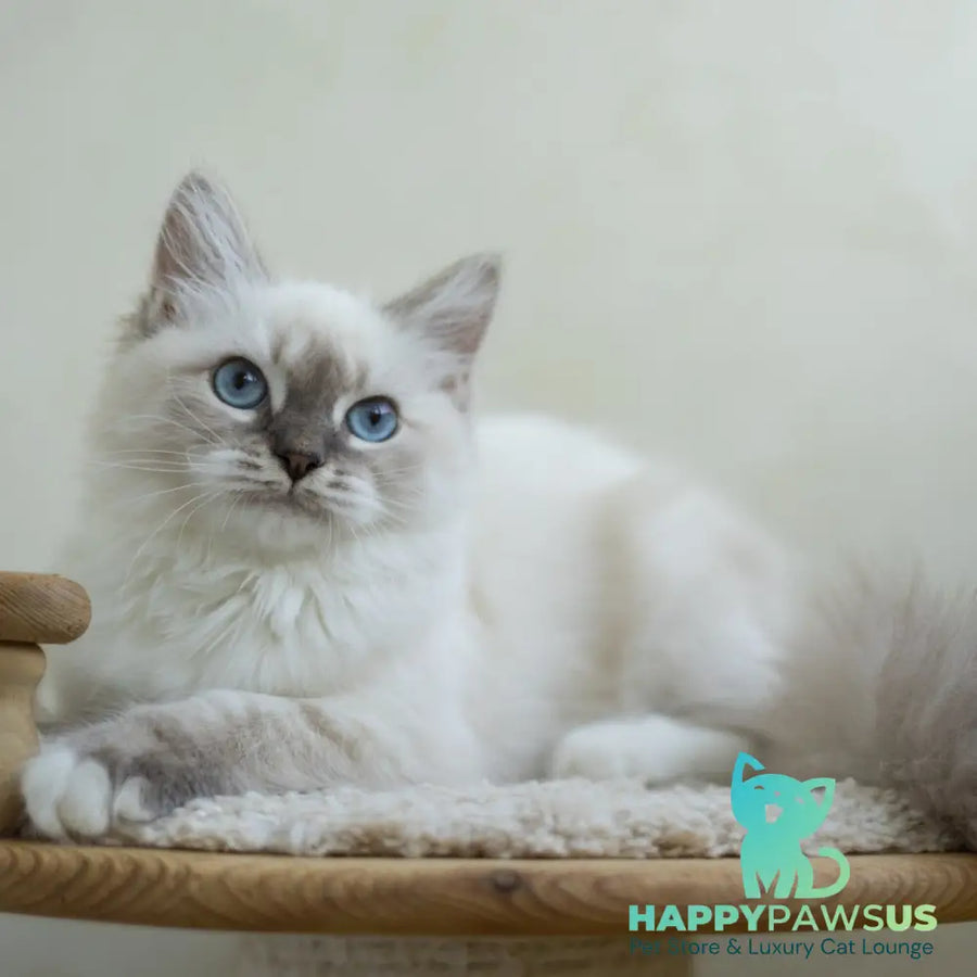 Helena Siberian female blue with white tabby pointed - live animals