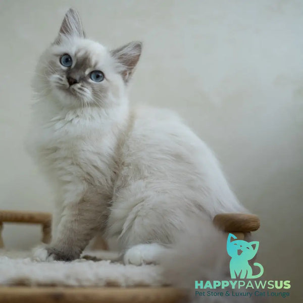 Helena Siberian female blue with white tabby pointed - live animals