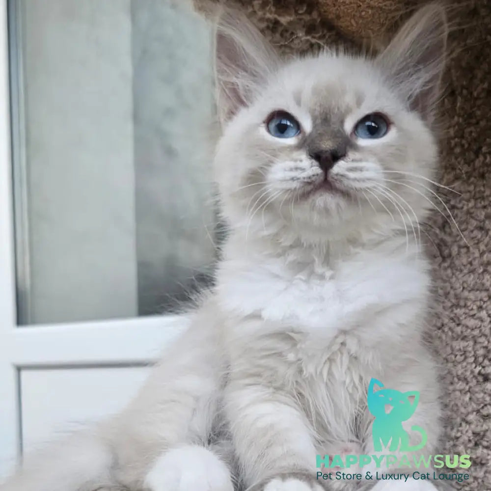 Helena Siberian female blue with white tabby pointed - live animals