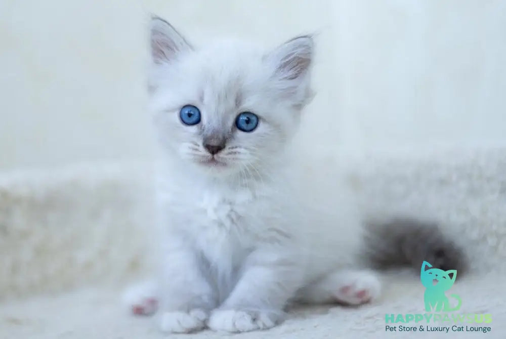 Helena Siberian female blue with white tabby pointed - live animals