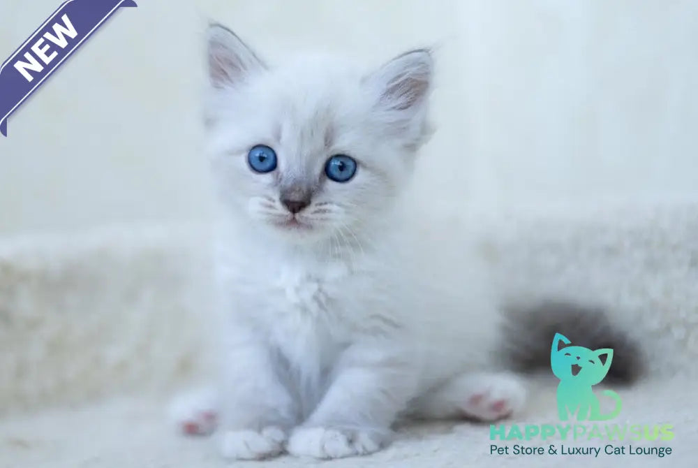 Helena Siberian female blue with white tabby pointed - live animals