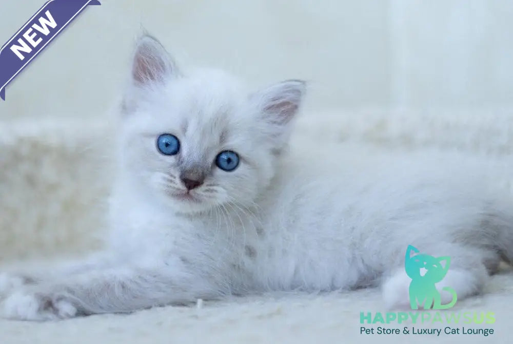 Helena Siberian female blue with white tabby pointed - live animals