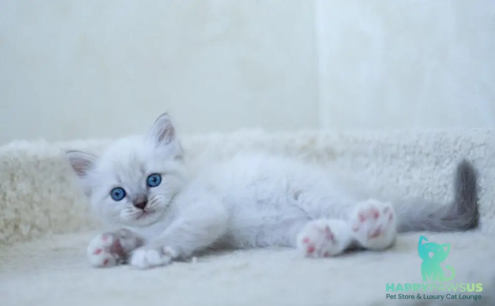Helena Siberian female blue with white tabby pointed - live animals