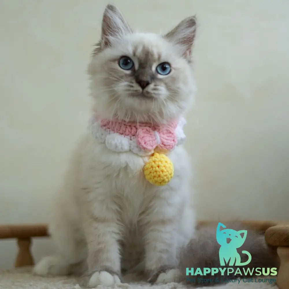 Helena Siberian female blue with white tabby pointed - live animals