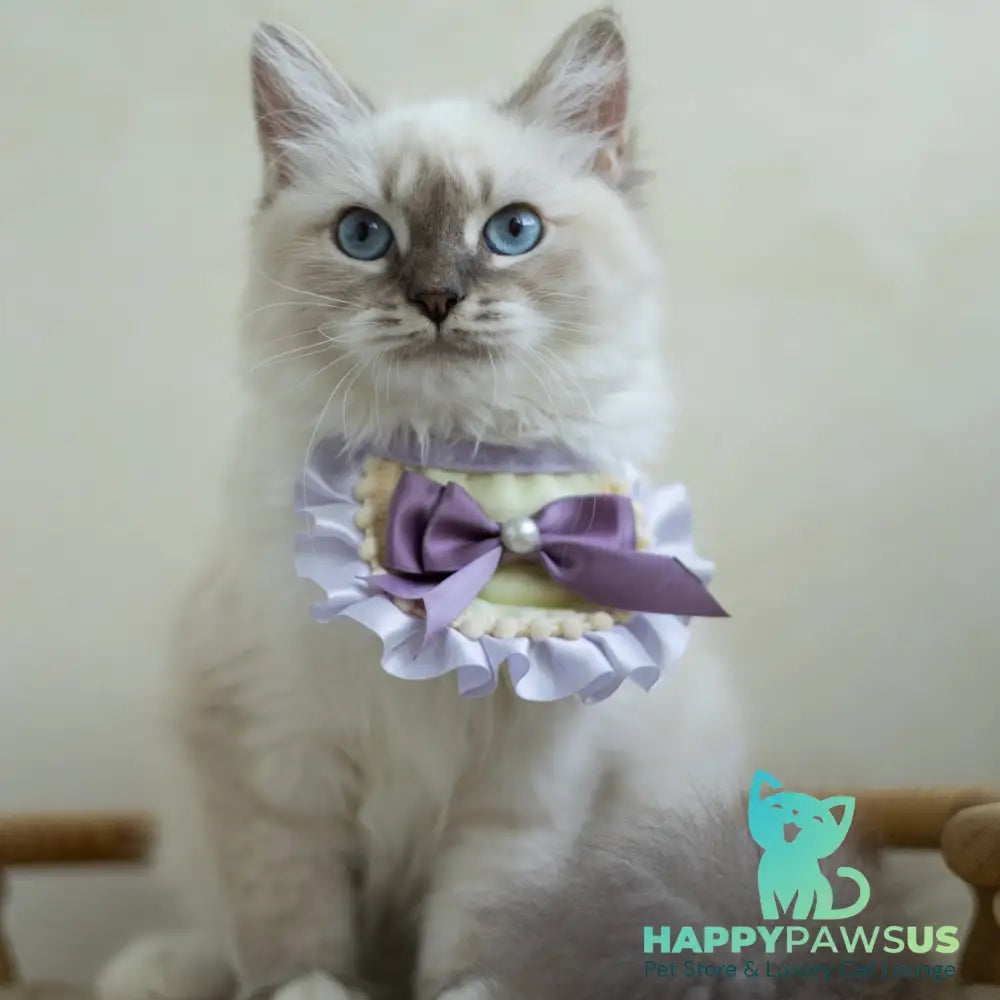 Helena Siberian female blue with white tabby pointed - live animals