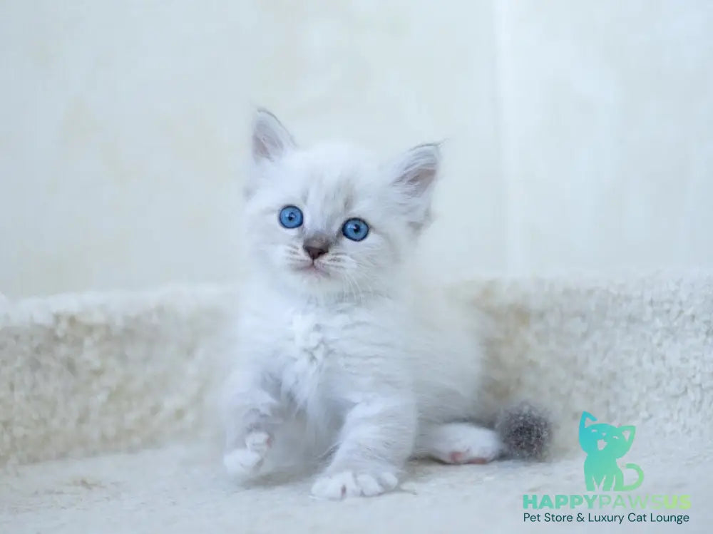 Helena Siberian female blue with white tabby pointed - live animals