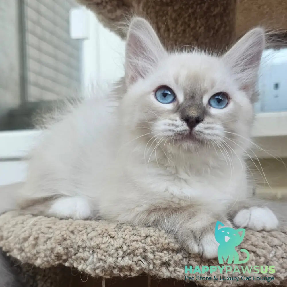 Helena Siberian female blue with white tabby pointed - live animals