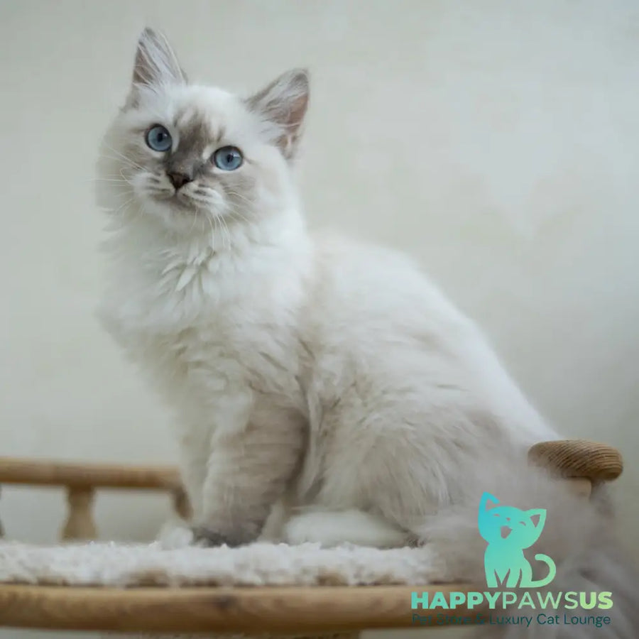 Helena Siberian female blue with white tabby pointed - live animals