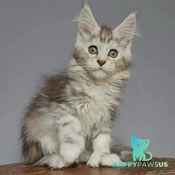 Helga Maine Coon polydactyl 5x6x6x6 female black tortie silver tabby - live animals