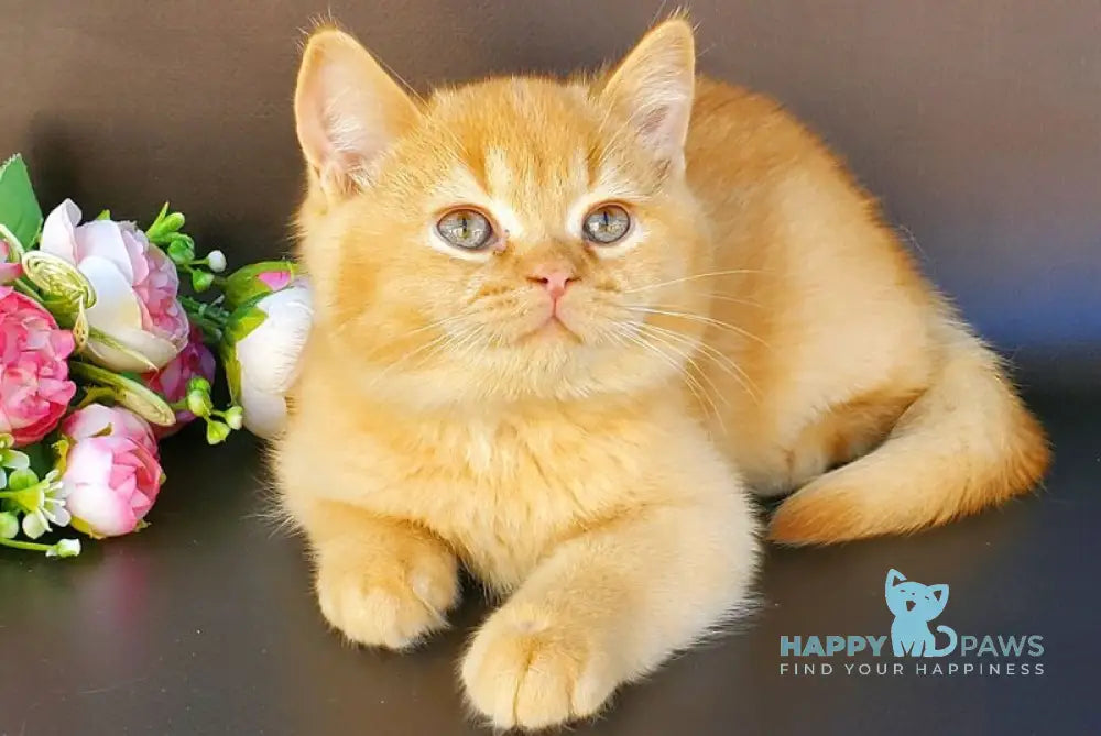 Helios British Shorthair male red live animals