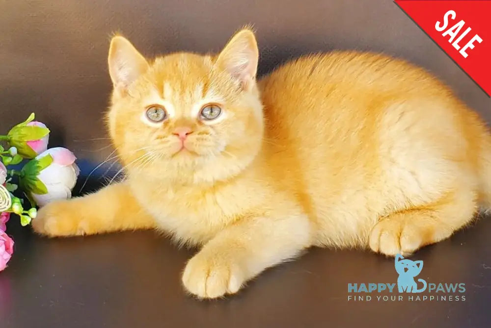 Helios British Shorthair male red live animals