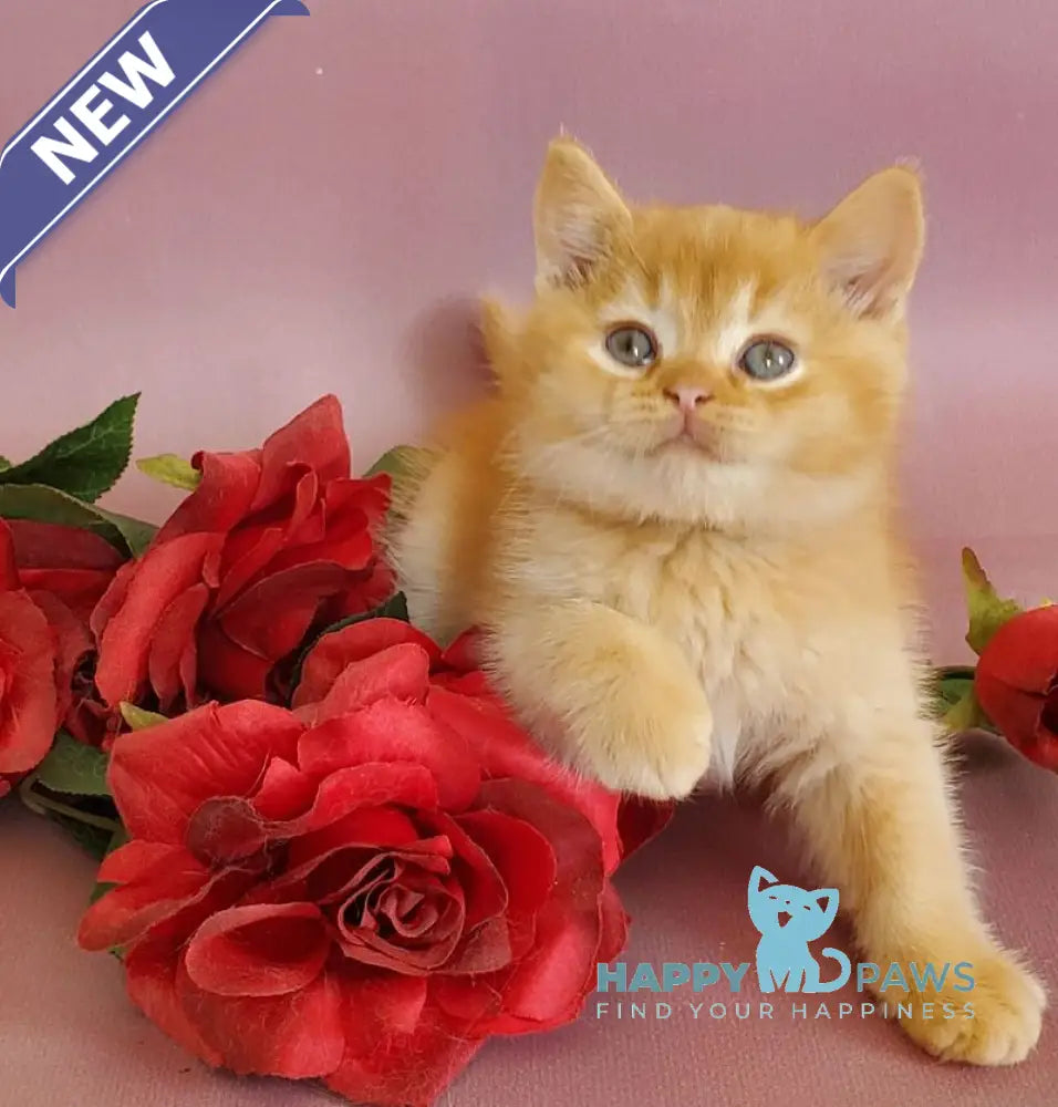 Helios British Shorthair male red live animals