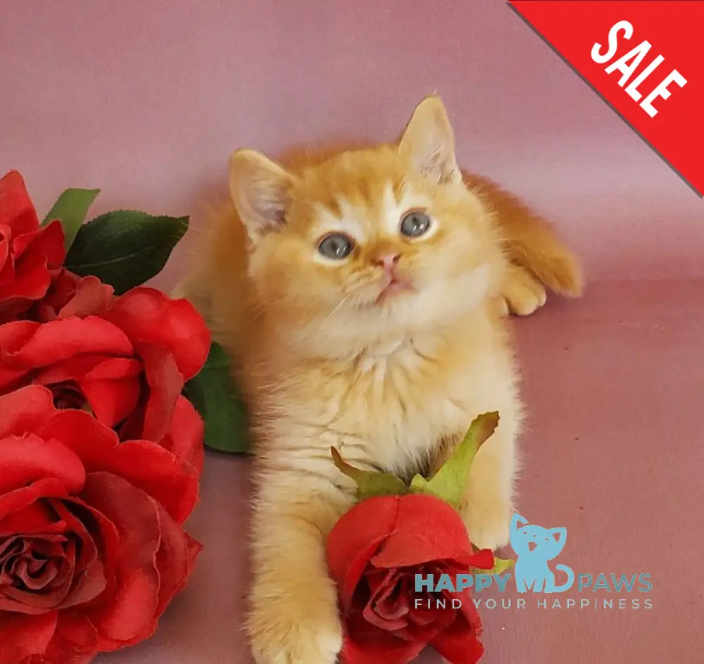 Helios British Shorthair male red live animals
