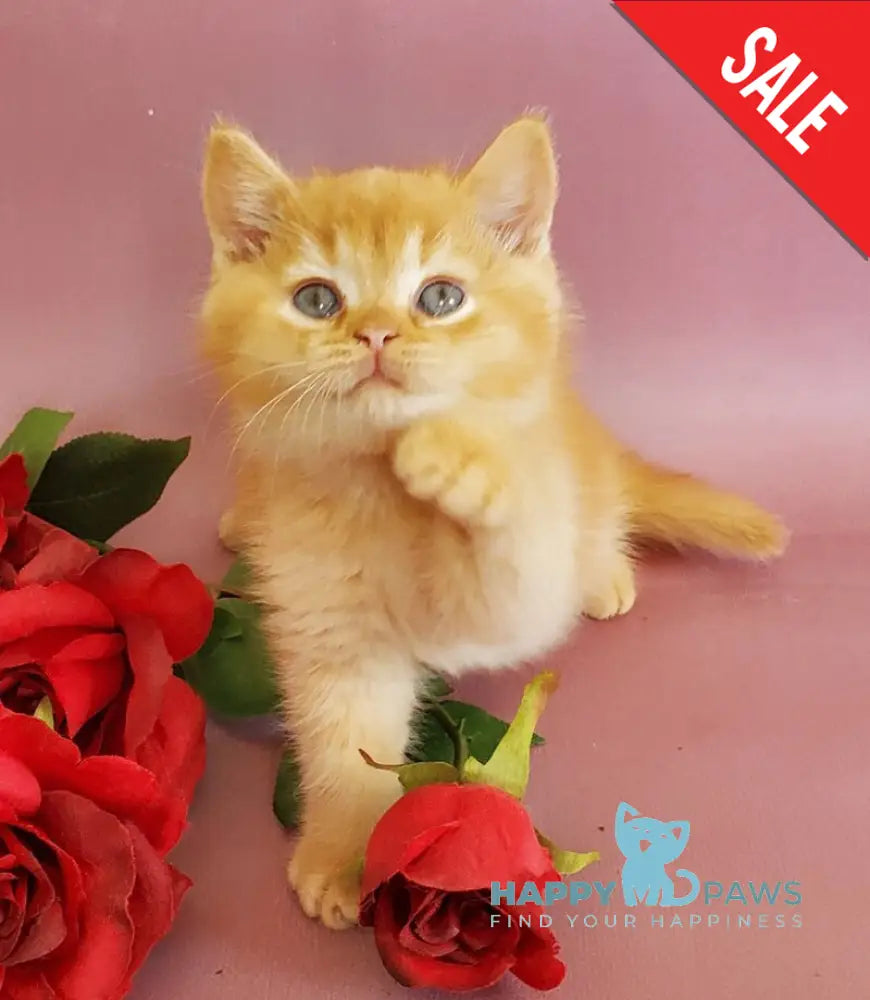 Helios British Shorthair male red live animals