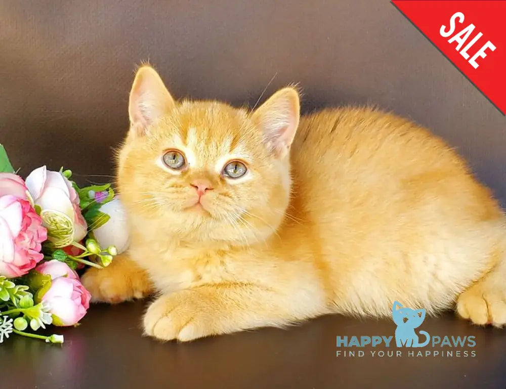 Helios British Shorthair male red live animals