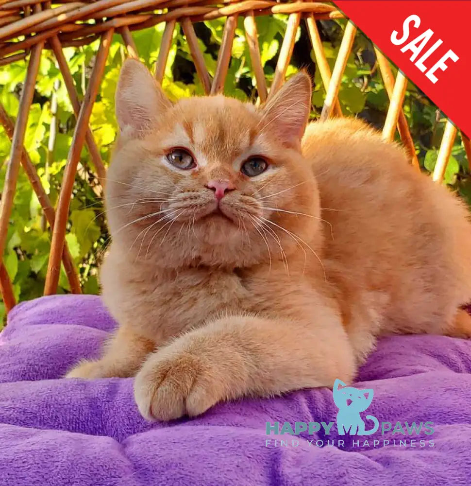 Helios British Shorthair male red live animals
