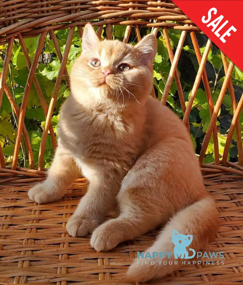 Helios British Shorthair male red live animals