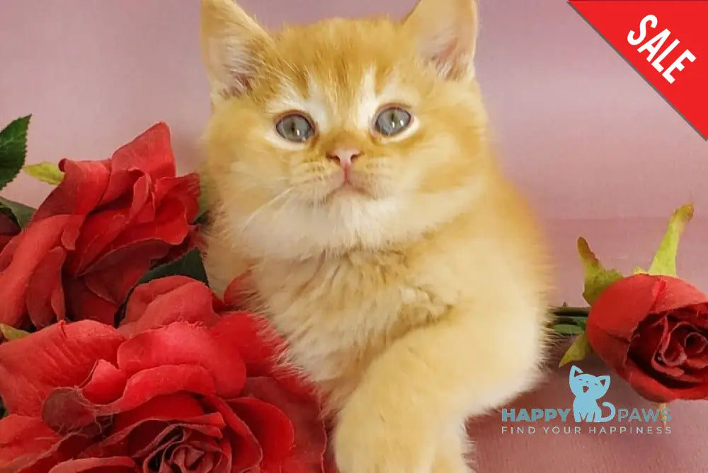 Helios British Shorthair male red live animals