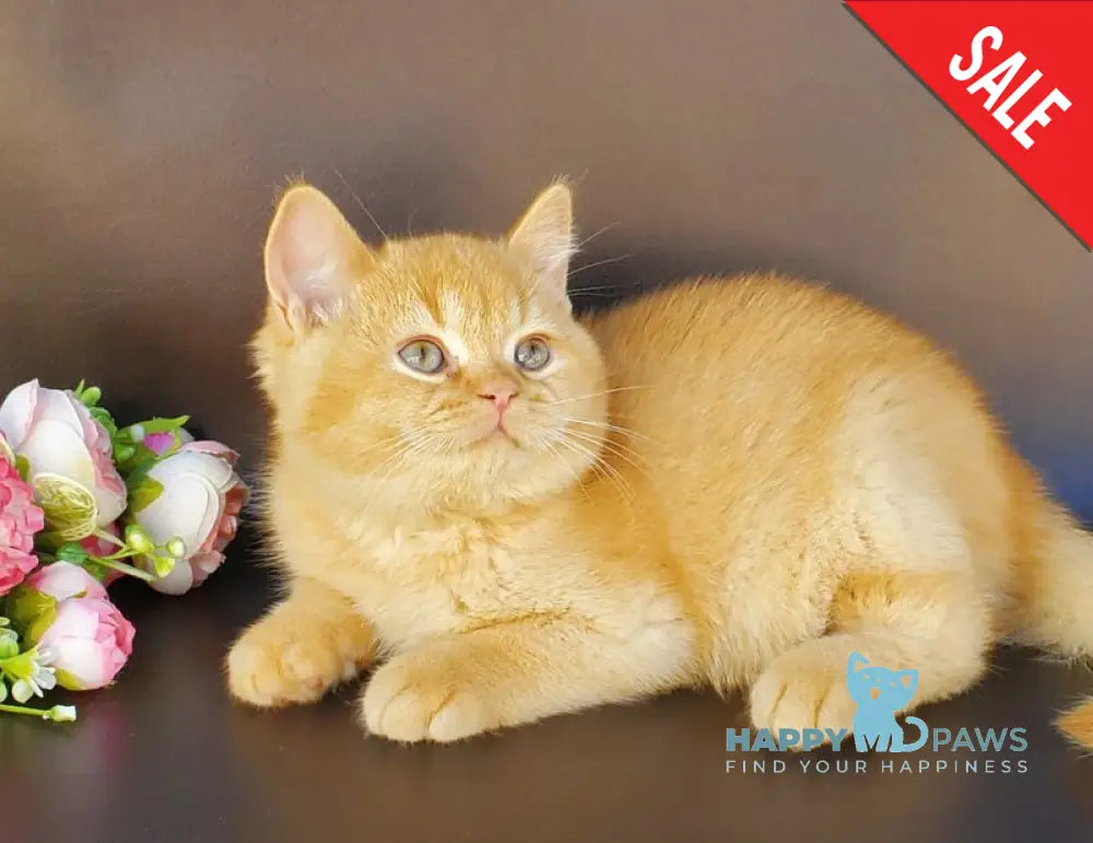 Helios British Shorthair male red live animals