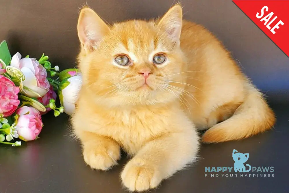 Helios British Shorthair male red live animals