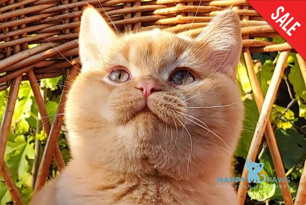 Helios British Shorthair male red live animals