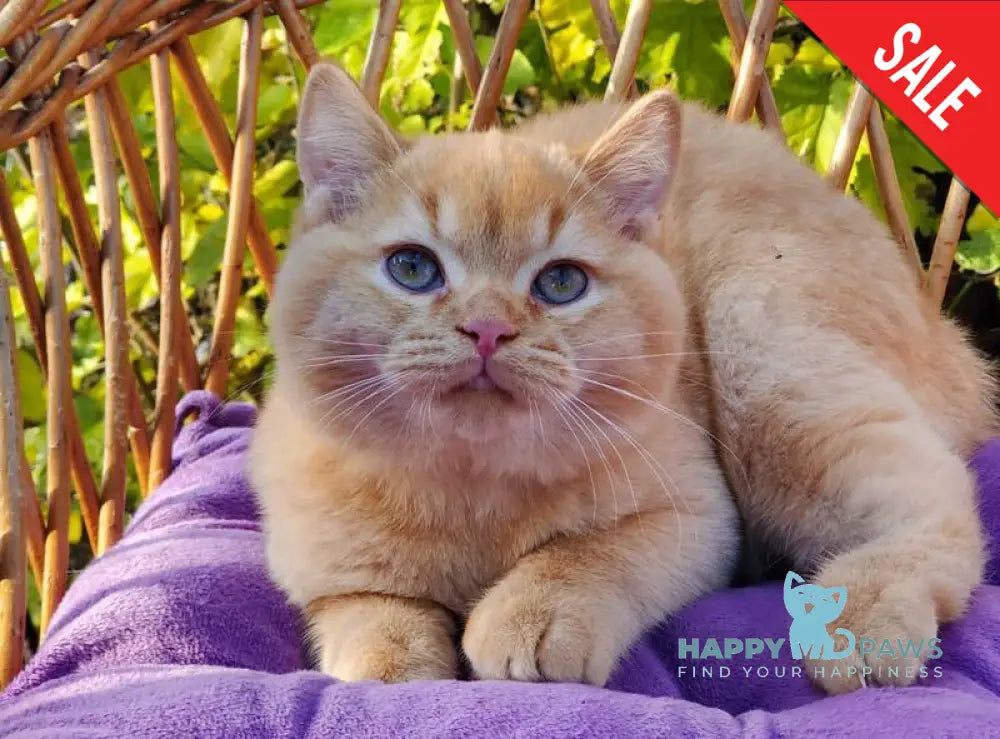 Helios British Shorthair male red live animals