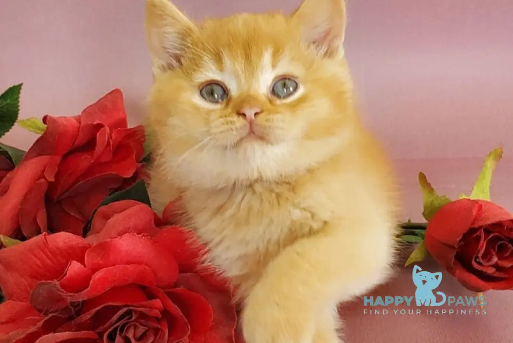 Helios British Shorthair male red live animals