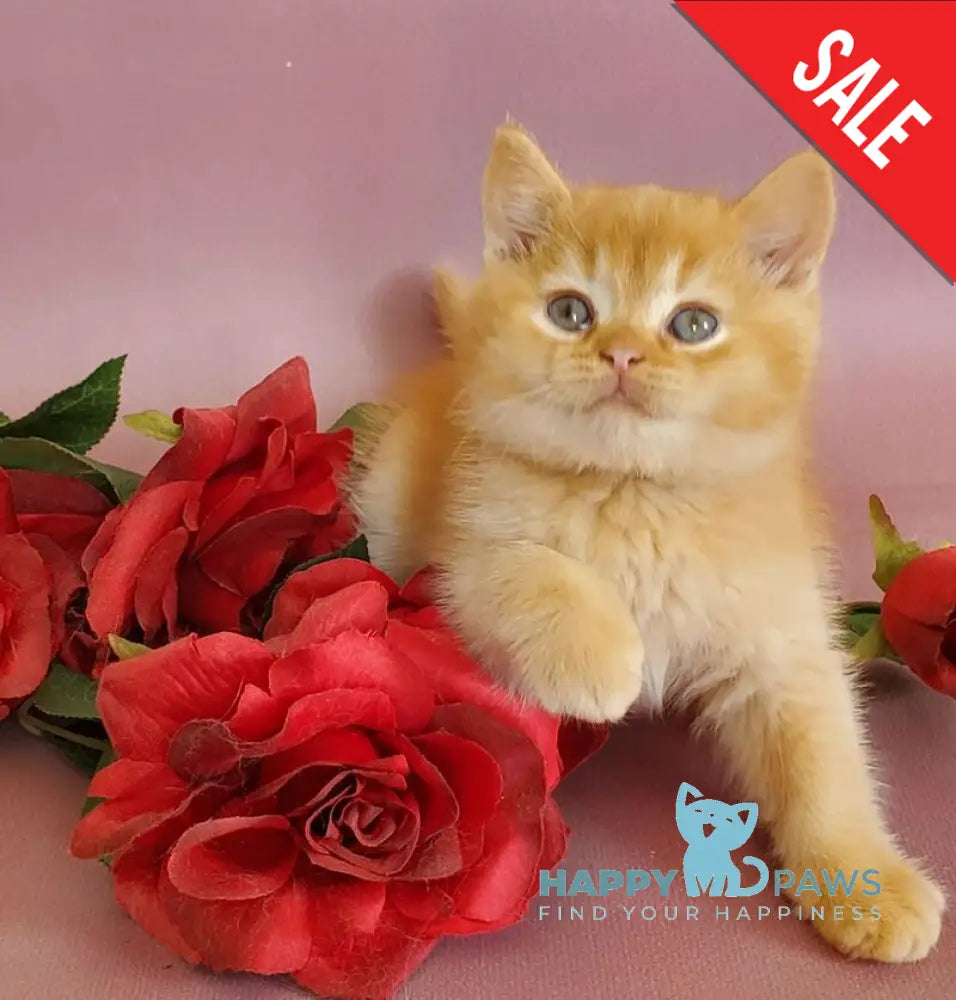Helios British Shorthair male red live animals