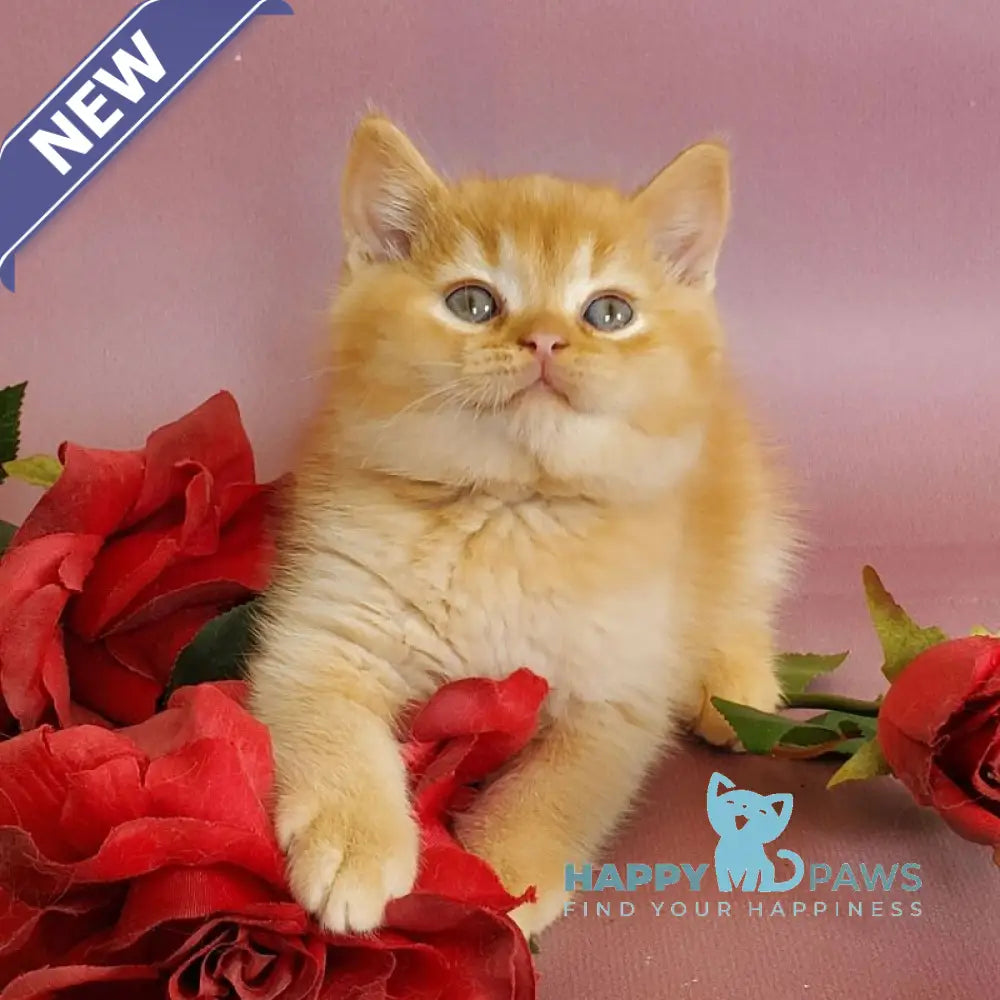 Helios British Shorthair male red live animals