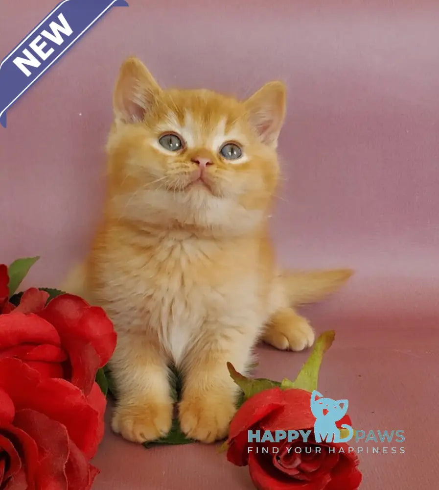 Helios British Shorthair male red live animals