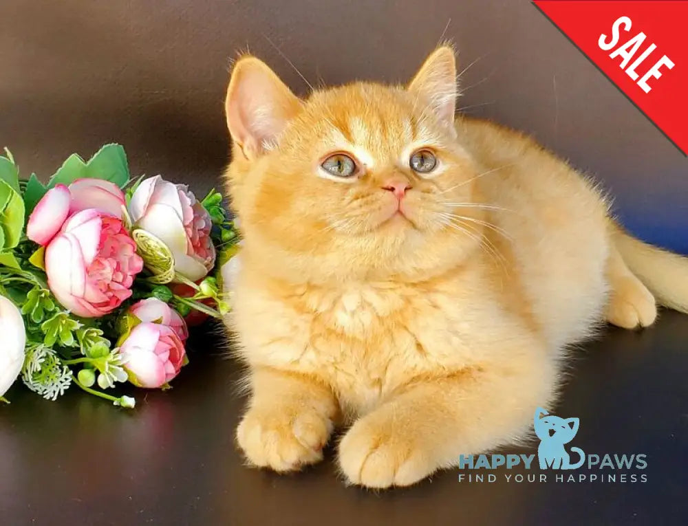 Helios British Shorthair male red live animals