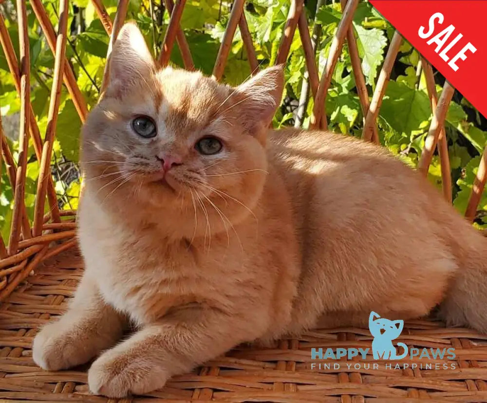 Helios British Shorthair male red live animals