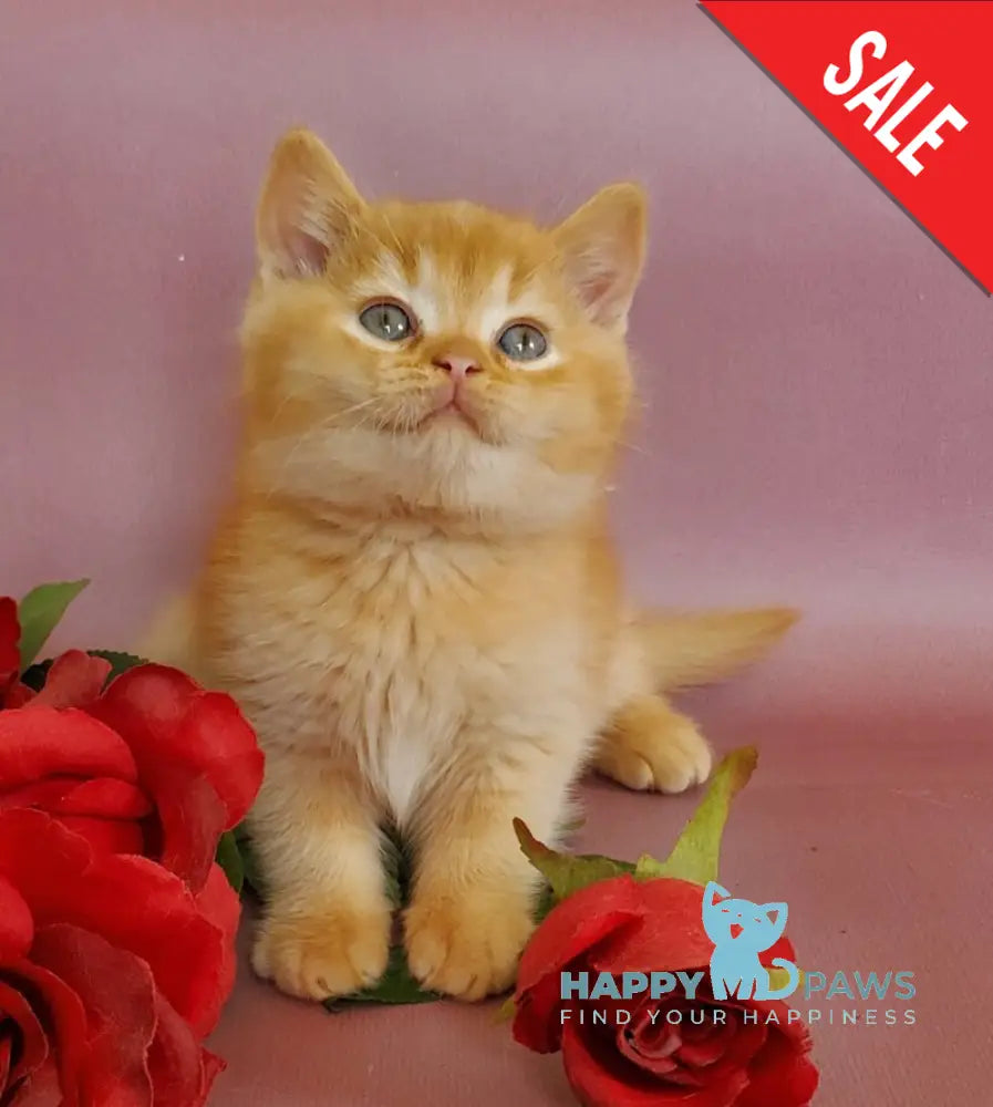 Helios British Shorthair male red live animals