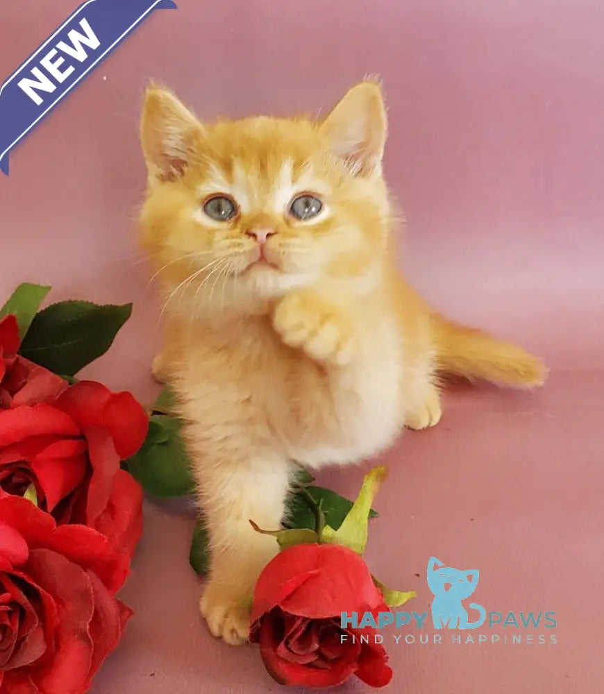 Helios British Shorthair male red live animals