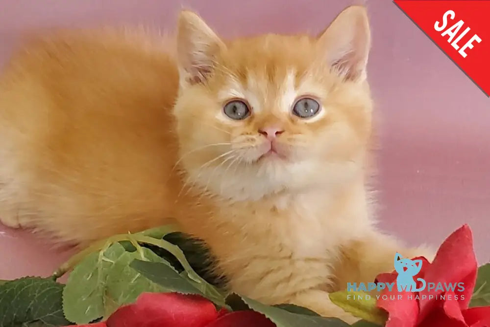 Helios British Shorthair male red live animals