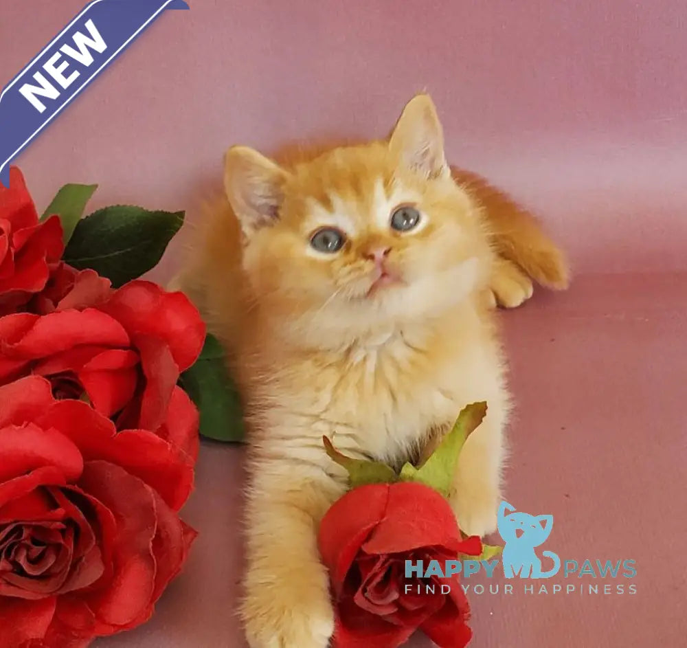 Helios British Shorthair male red live animals