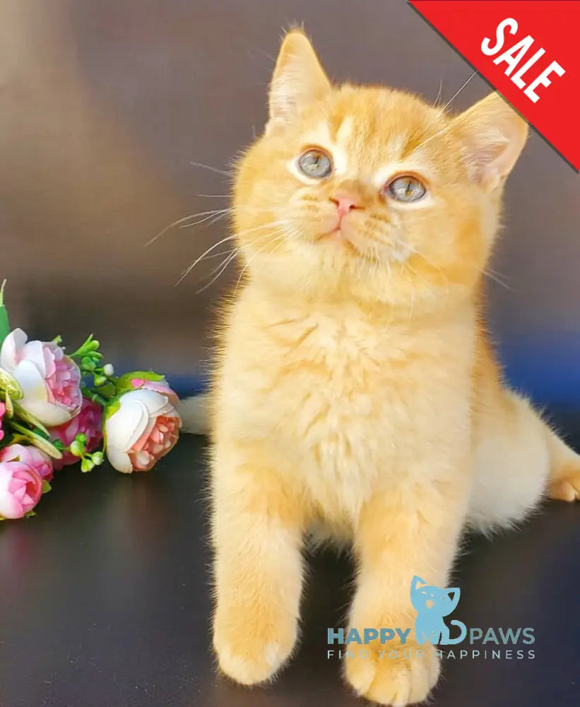 Helios British Shorthair male red live animals