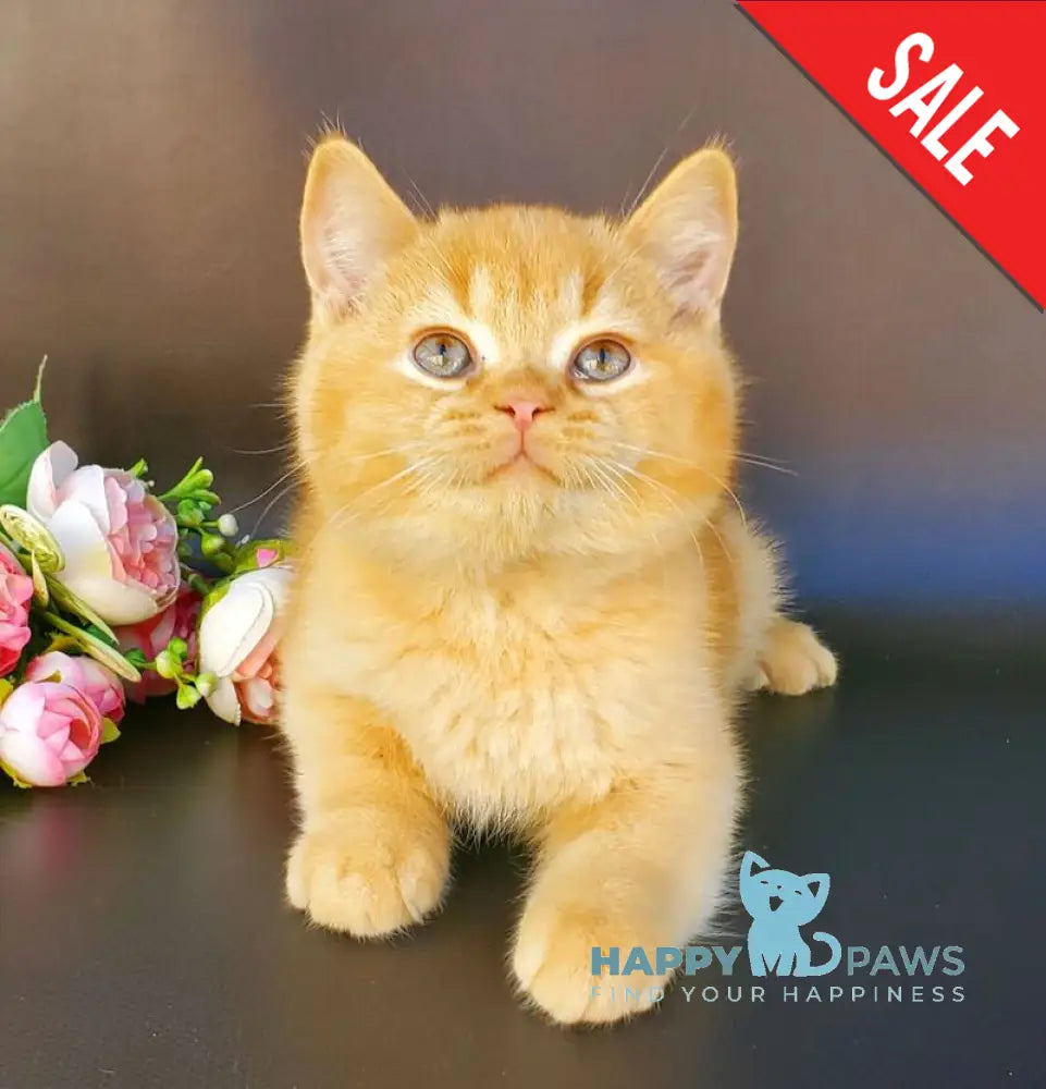 Helios British Shorthair male red live animals