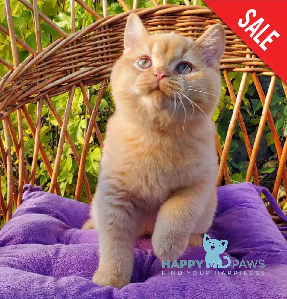 Helios British Shorthair male red live animals
